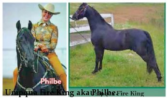 Umpqua Fire King aka Philbe. 